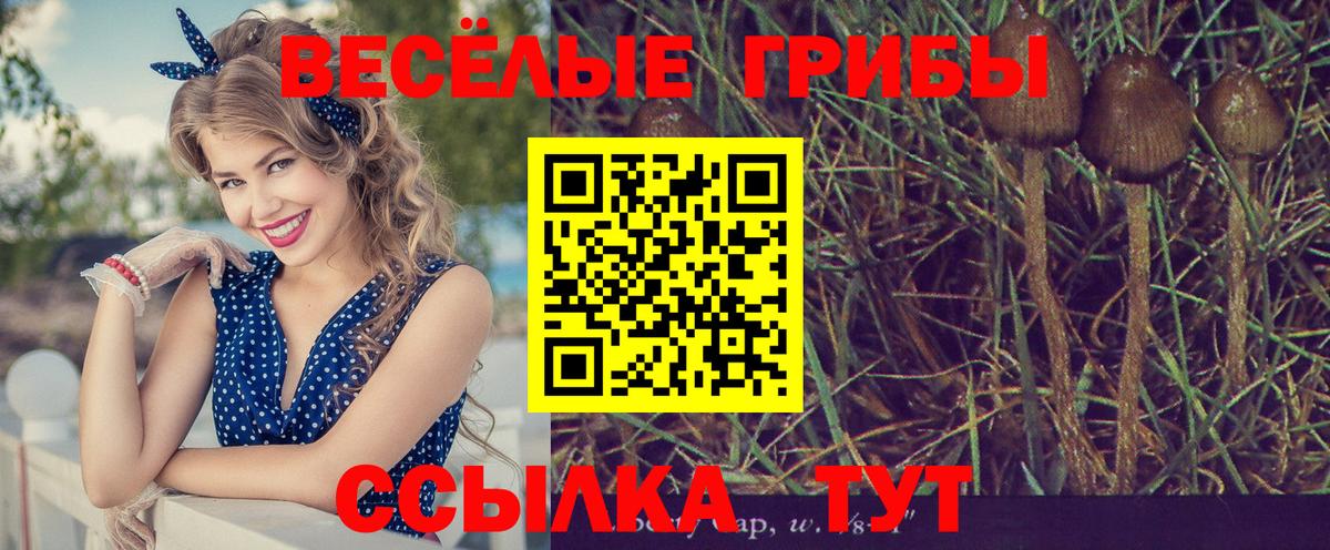 Вятские Поляны  Псилоцибиновые грибы прущие грибы  Вход с VPN 